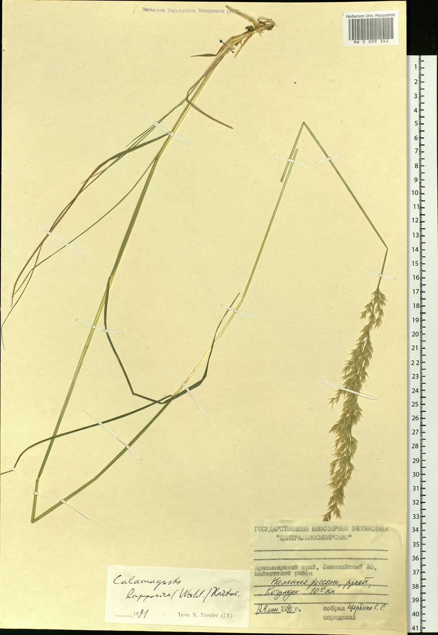 Calamagrostis lapponica (Wahlenb.) Hartm., Siberia, Central Siberia (S3) (Russia)