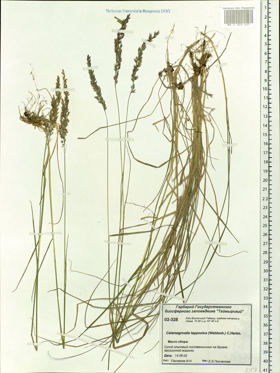 Calamagrostis lapponica (Wahlenb.) Hartm., Siberia, Central Siberia (S3) (Russia)