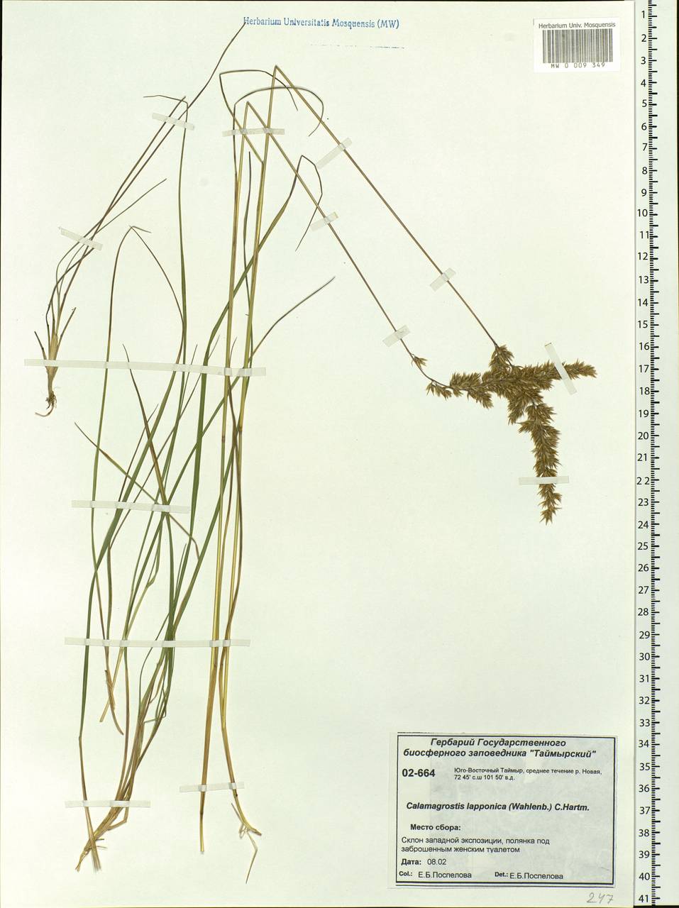 Calamagrostis lapponica (Wahlenb.) Hartm., Siberia, Central Siberia (S3) (Russia)