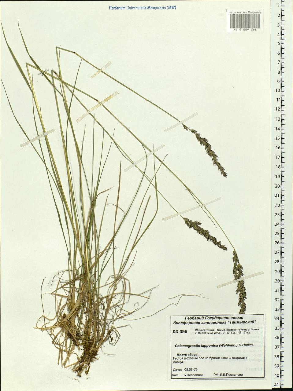 Calamagrostis lapponica (Wahlenb.) Hartm., Siberia, Central Siberia (S3) (Russia)