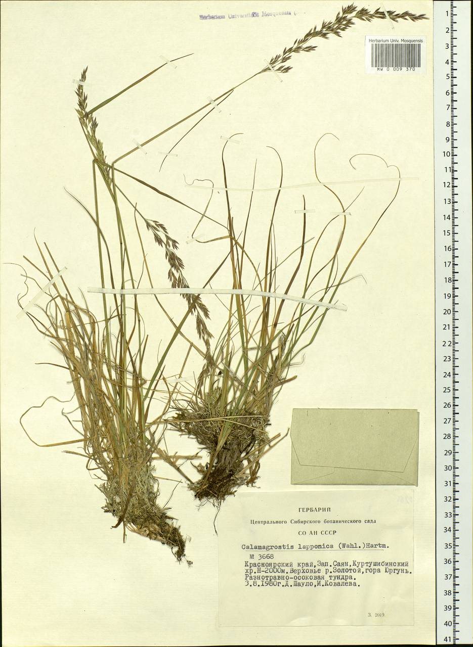 Calamagrostis lapponica (Wahlenb.) Hartm., Siberia, Altai & Sayany Mountains (S2) (Russia)