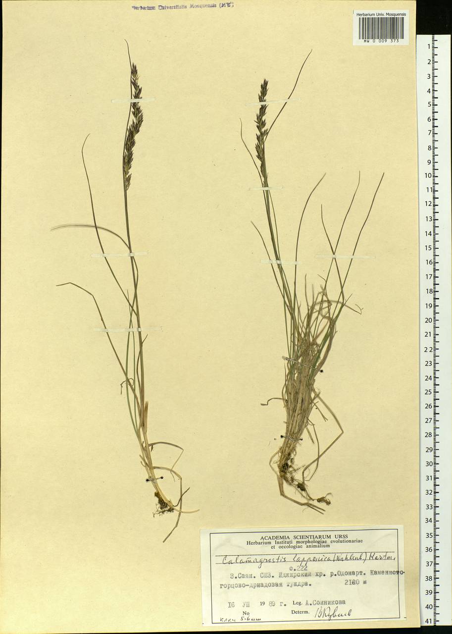 Calamagrostis lapponica (Wahlenb.) Hartm., Siberia, Altai & Sayany Mountains (S2) (Russia)