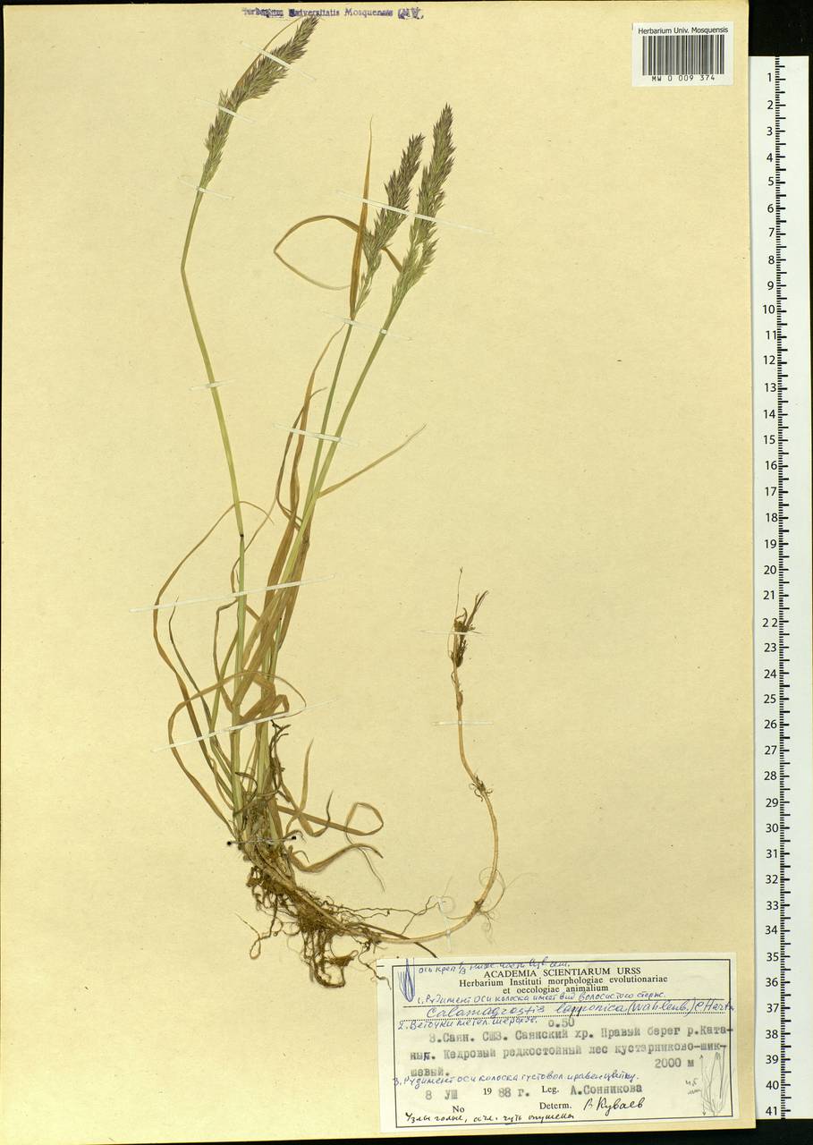 Calamagrostis lapponica (Wahlenb.) Hartm., Siberia, Altai & Sayany Mountains (S2) (Russia)