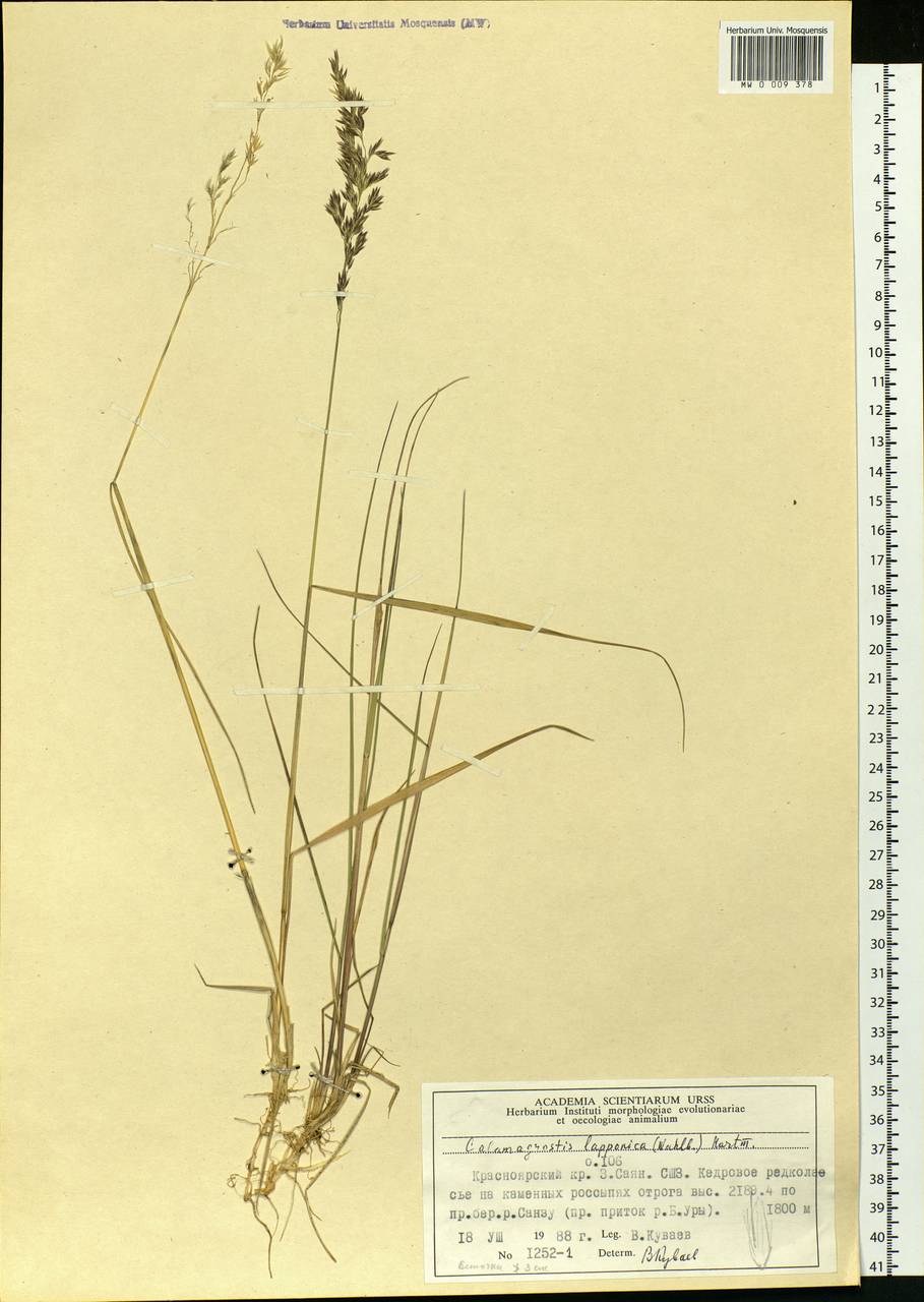 Calamagrostis lapponica (Wahlenb.) Hartm., Siberia, Altai & Sayany Mountains (S2) (Russia)