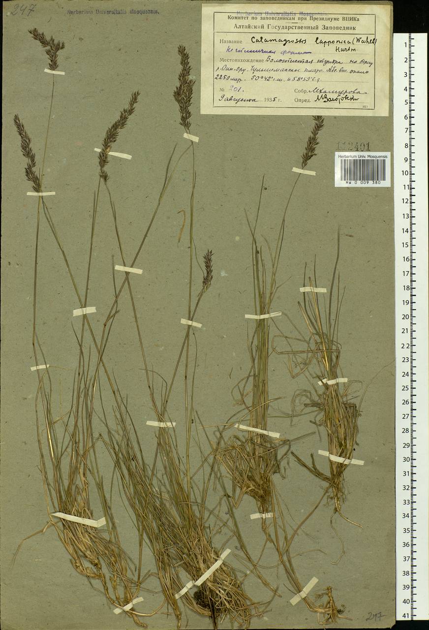 Calamagrostis lapponica (Wahlenb.) Hartm., Siberia, Altai & Sayany Mountains (S2) (Russia)