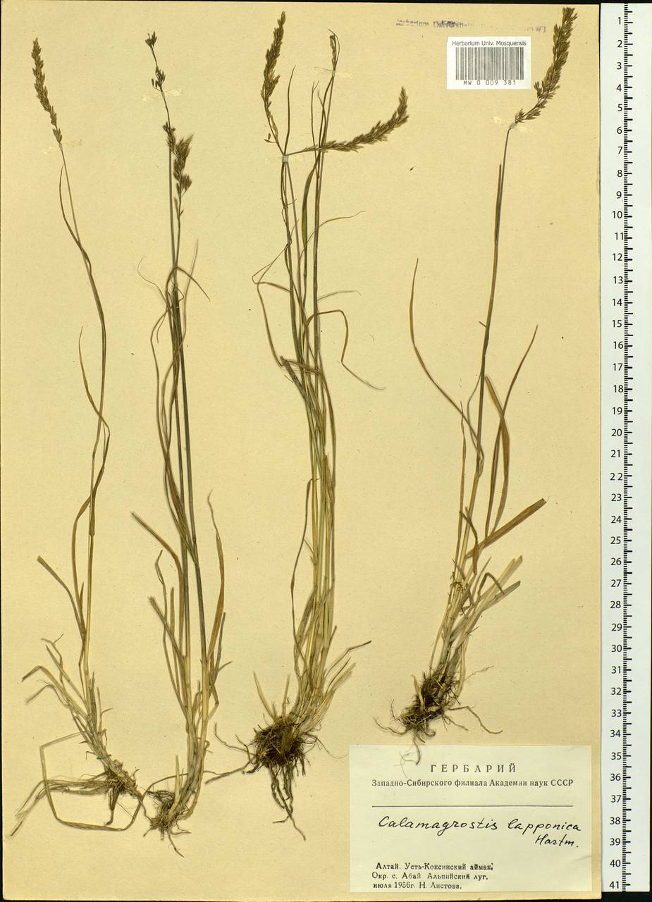 Calamagrostis lapponica (Wahlenb.) Hartm., Siberia, Altai & Sayany Mountains (S2) (Russia)