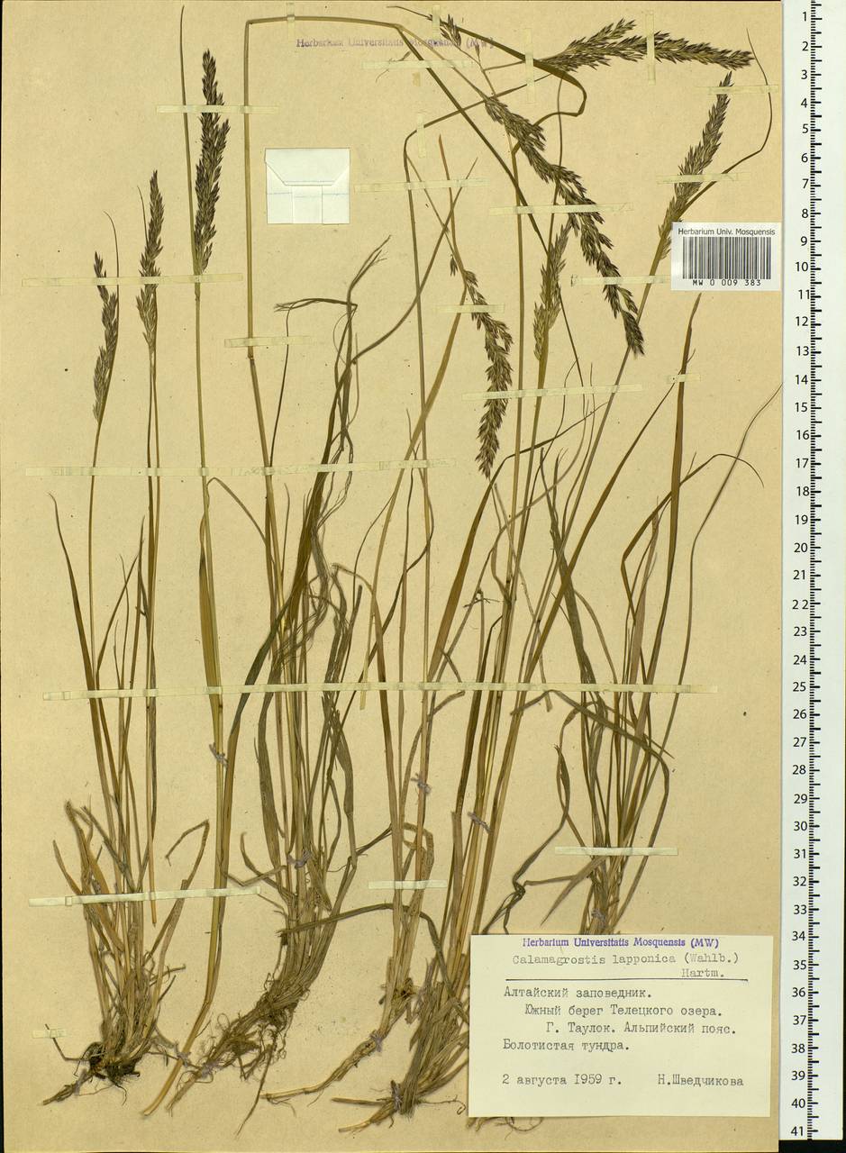 Calamagrostis lapponica (Wahlenb.) Hartm., Siberia, Altai & Sayany Mountains (S2) (Russia)