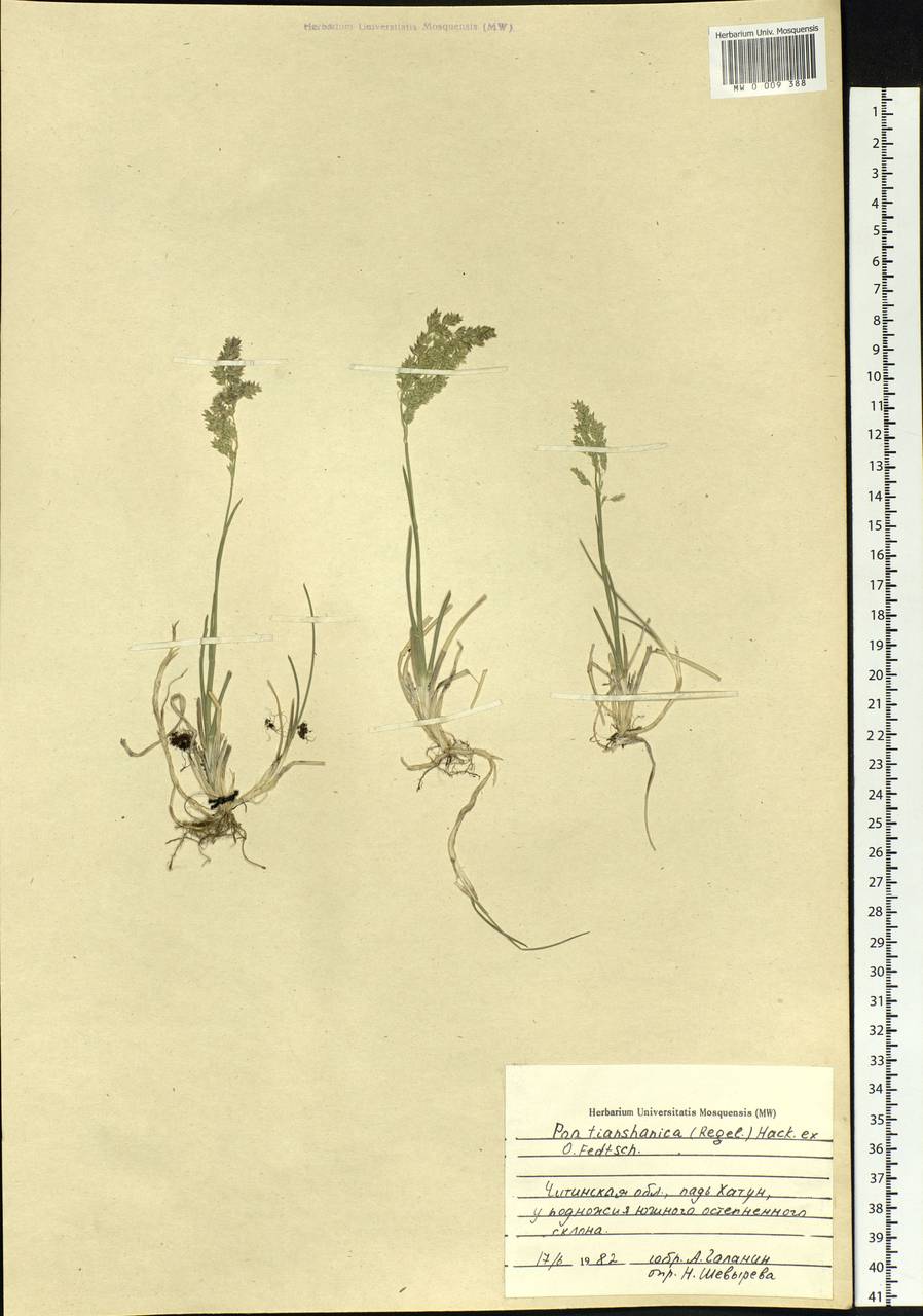Poa tianschanica (Regel) Hack. ex O.Fedtsch., Siberia, Baikal & Transbaikal region (S4) (Russia)