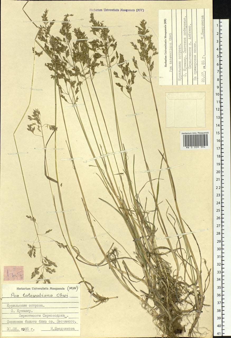 Poa macrocalyx Trautv. & C.A.Mey., Siberia, Russian Far East (S6) (Russia)