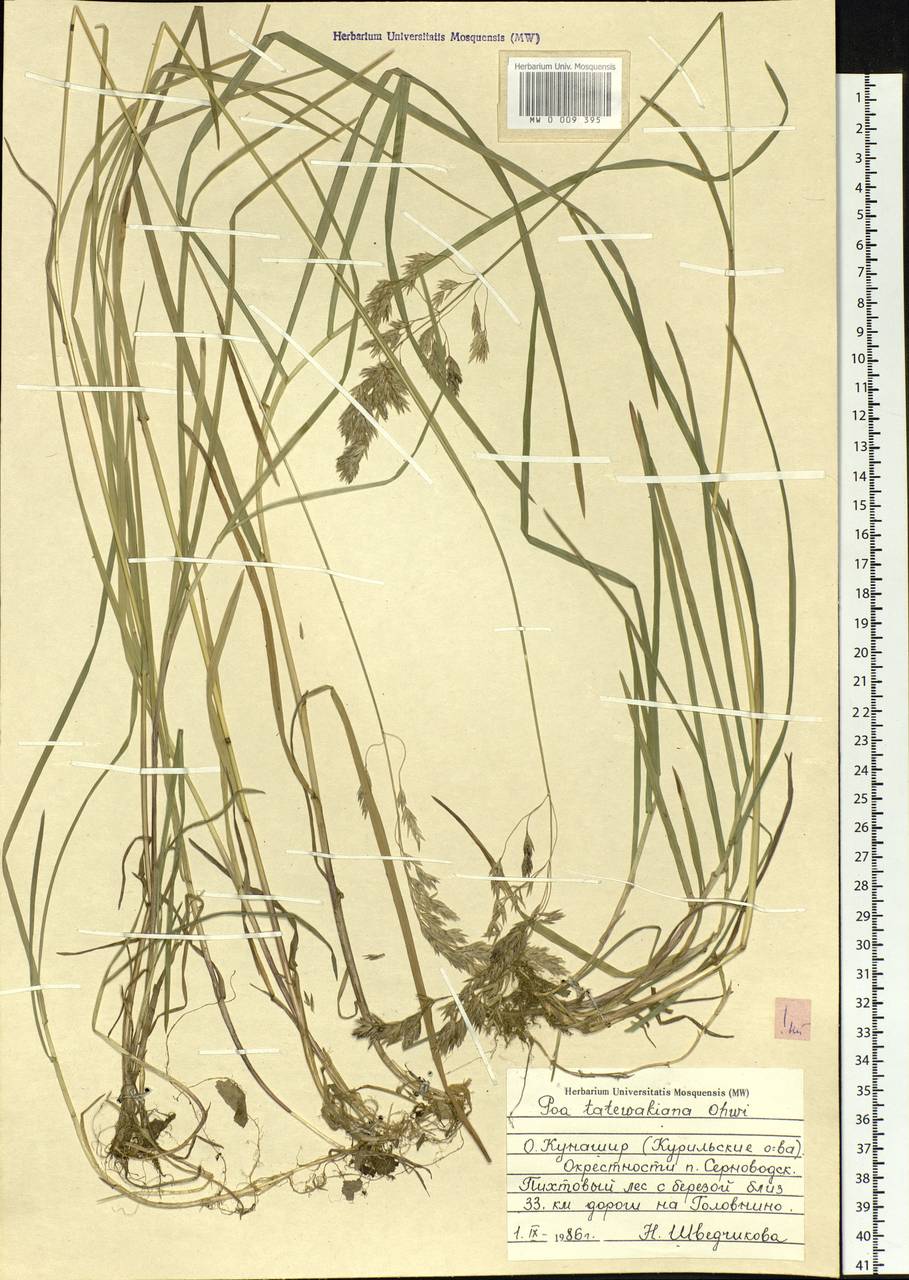 Poa macrocalyx Trautv. & C.A.Mey., Siberia, Russian Far East (S6) (Russia)