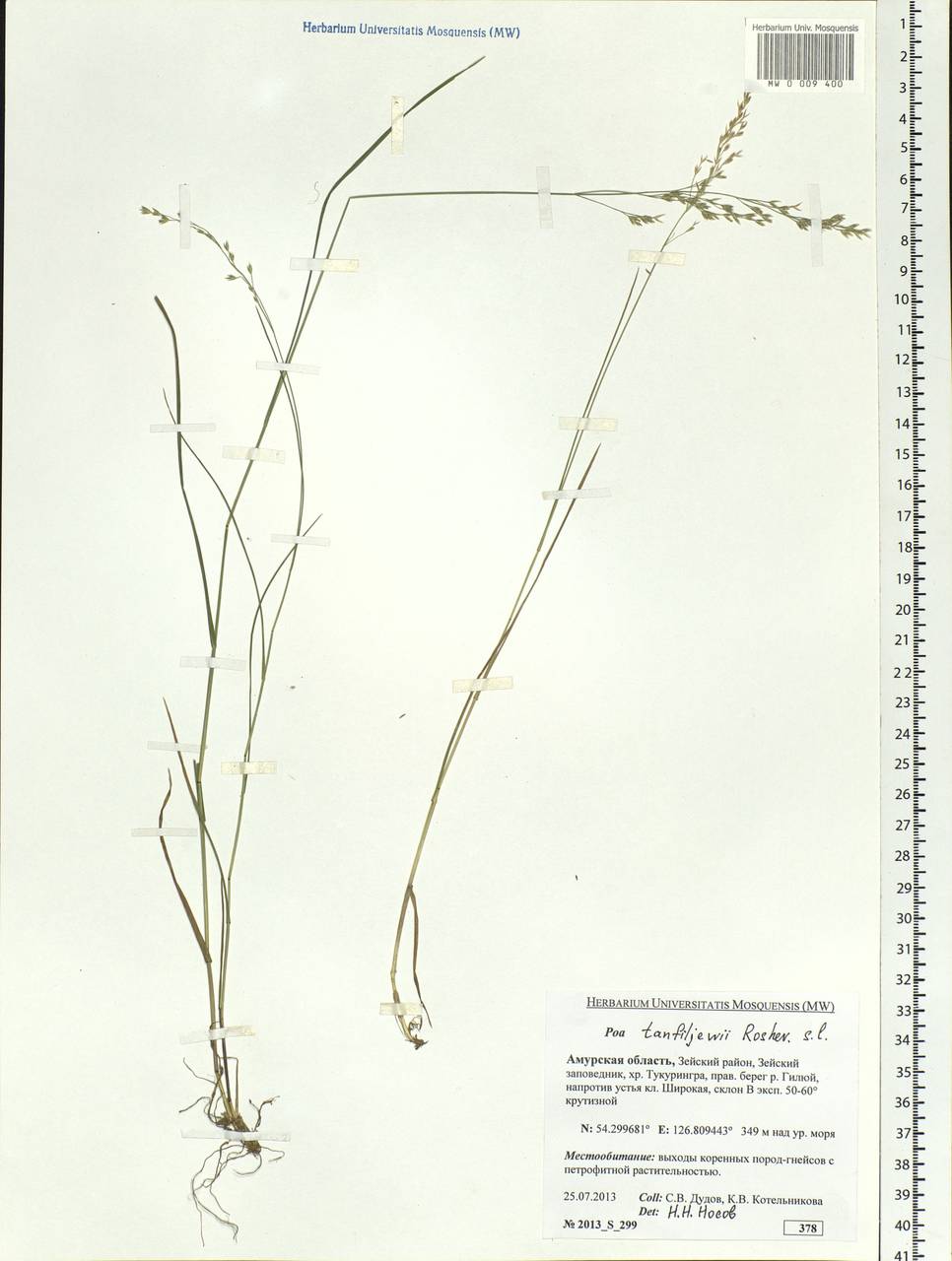 Poa tanfiljewii Roshev., Siberia, Russian Far East (S6) (Russia)