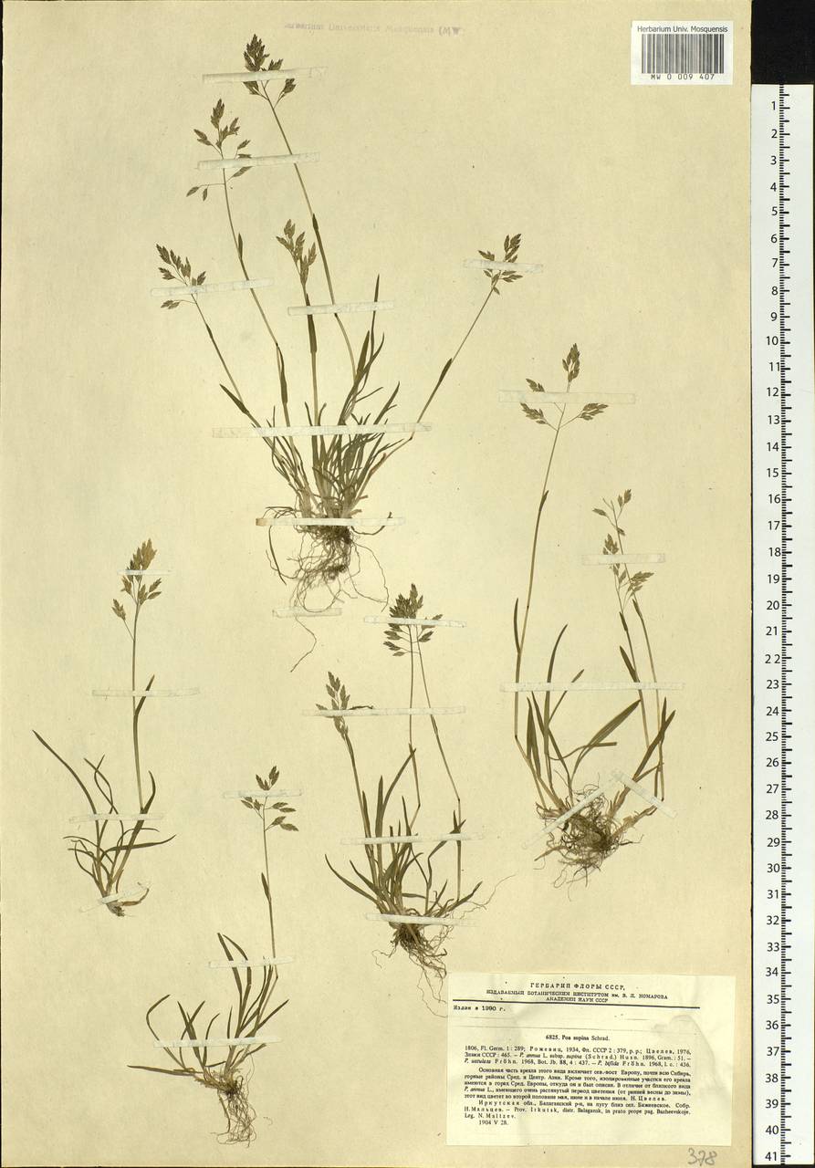 Poa supina Schrad., Siberia, Baikal & Transbaikal region (S4) (Russia)