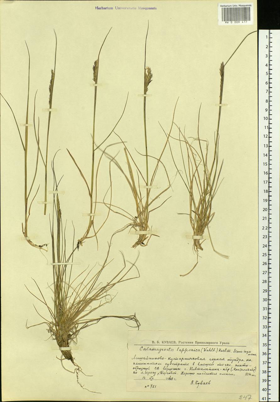 Calamagrostis lapponica (Wahlenb.) Hartm., Eastern Europe, Northern region (E1) (Russia)