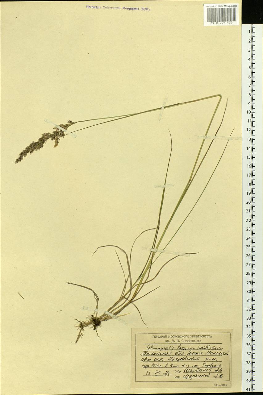 Calamagrostis lapponica (Wahlenb.) Hartm., Siberia, Western Siberia (S1) (Russia)