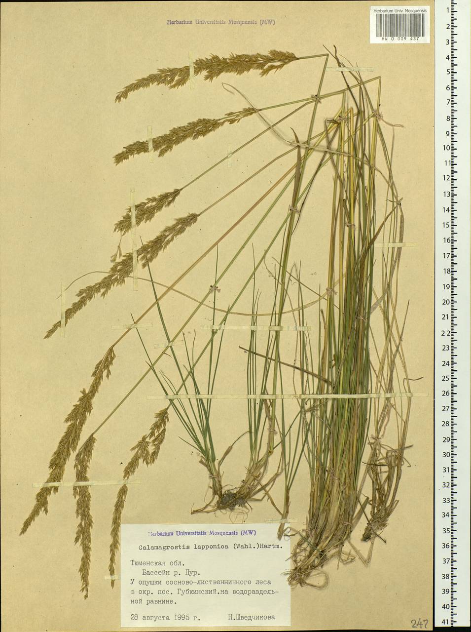 Calamagrostis lapponica (Wahlenb.) Hartm., Siberia, Western Siberia (S1) (Russia)