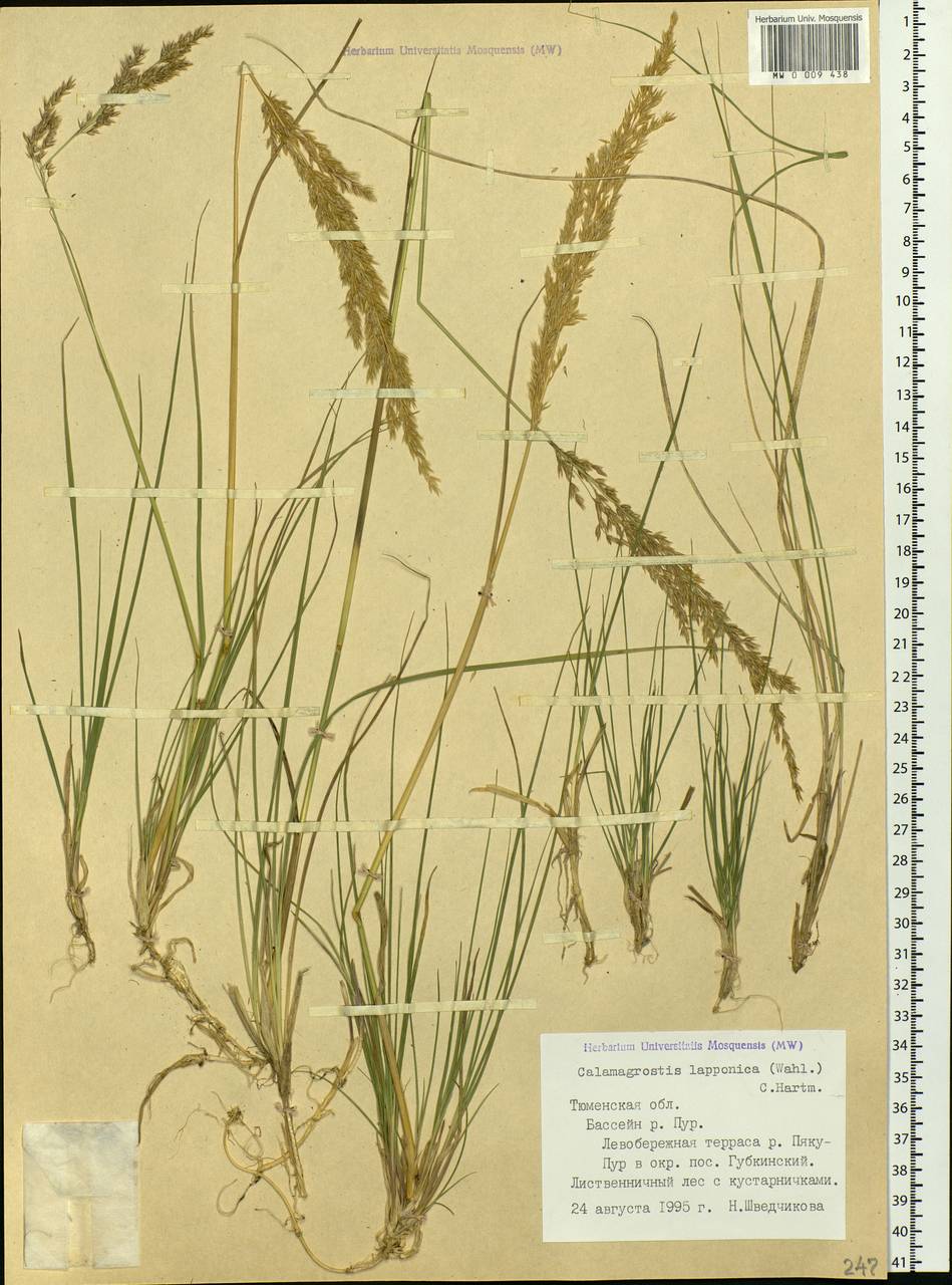 Calamagrostis lapponica (Wahlenb.) Hartm., Siberia, Western Siberia (S1) (Russia)