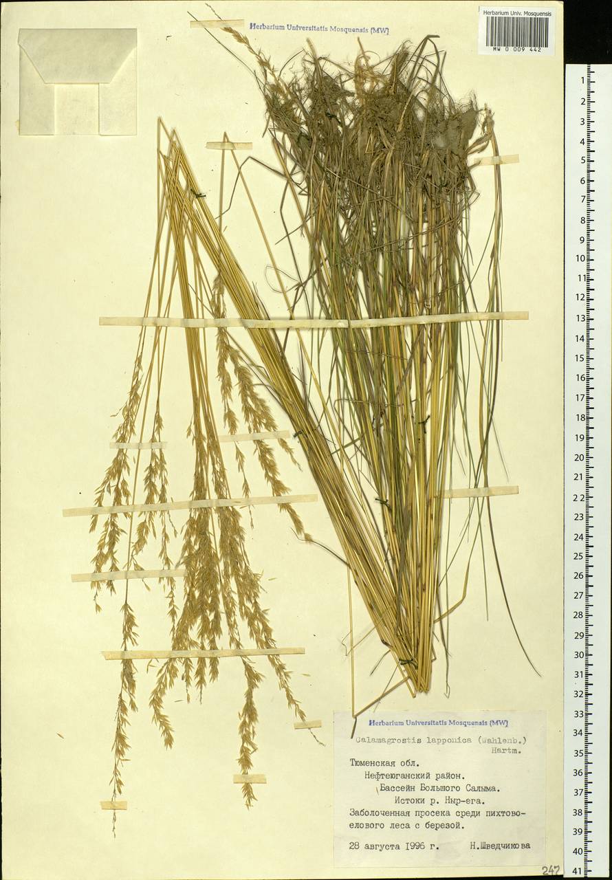 Calamagrostis lapponica (Wahlenb.) Hartm., Siberia, Western Siberia (S1) (Russia)