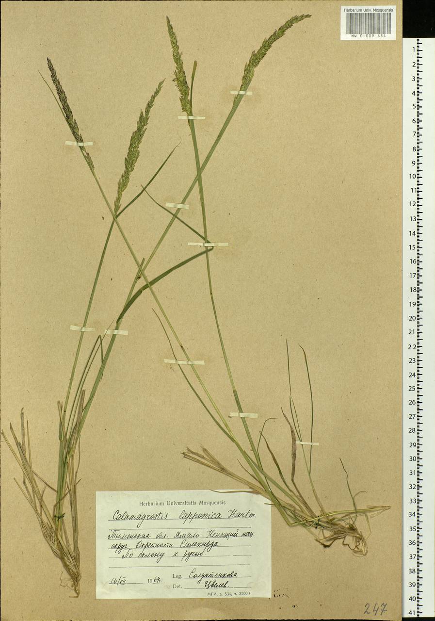 Calamagrostis lapponica (Wahlenb.) Hartm., Siberia, Western Siberia (S1) (Russia)