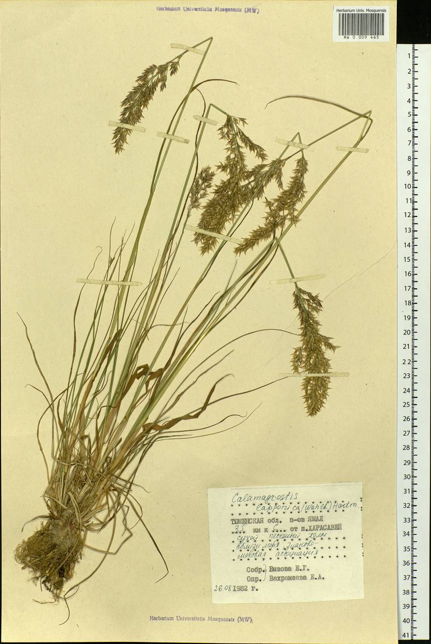 Calamagrostis lapponica (Wahlenb.) Hartm., Siberia, Western Siberia (S1) (Russia)