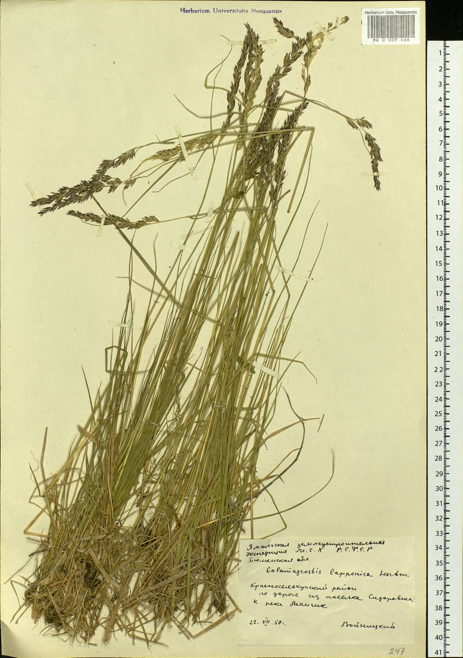 Calamagrostis lapponica (Wahlenb.) Hartm., Siberia, Western Siberia (S1) (Russia)