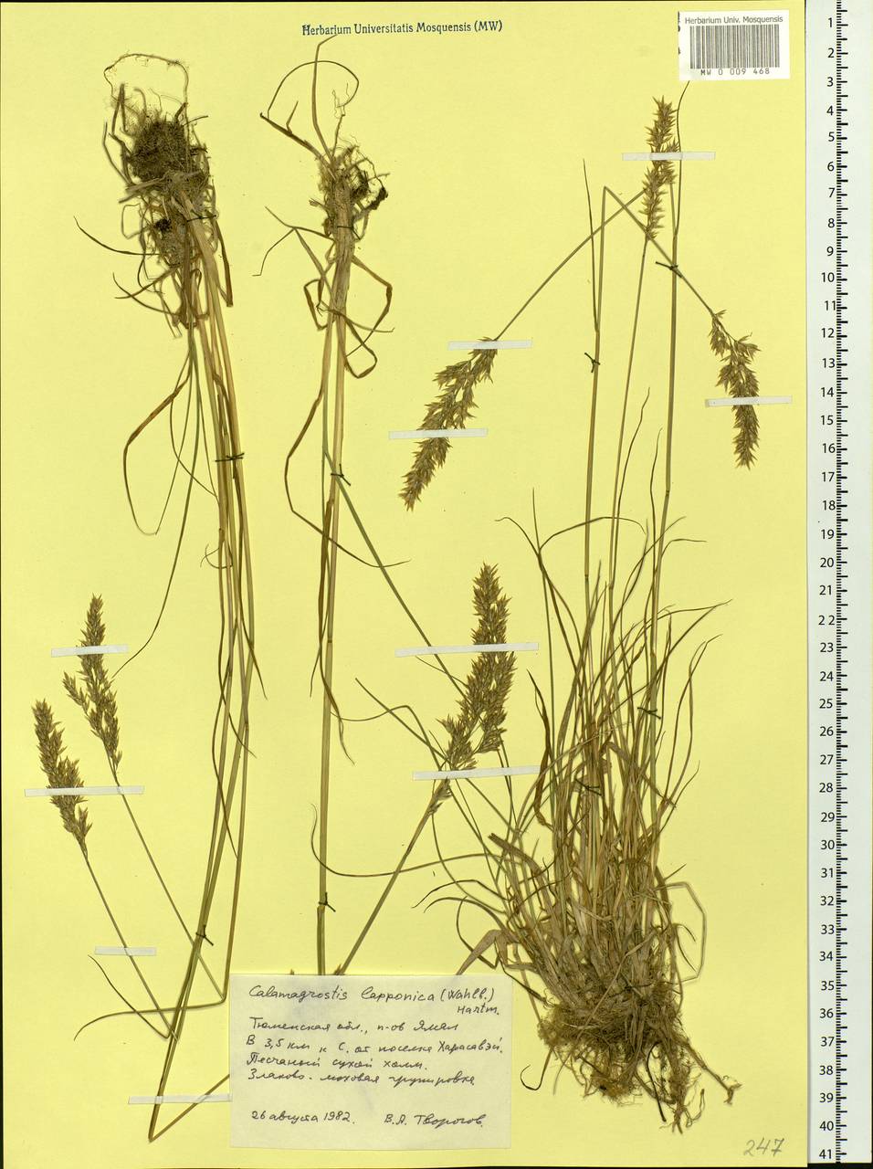 Calamagrostis lapponica (Wahlenb.) Hartm., Siberia, Western Siberia (S1) (Russia)