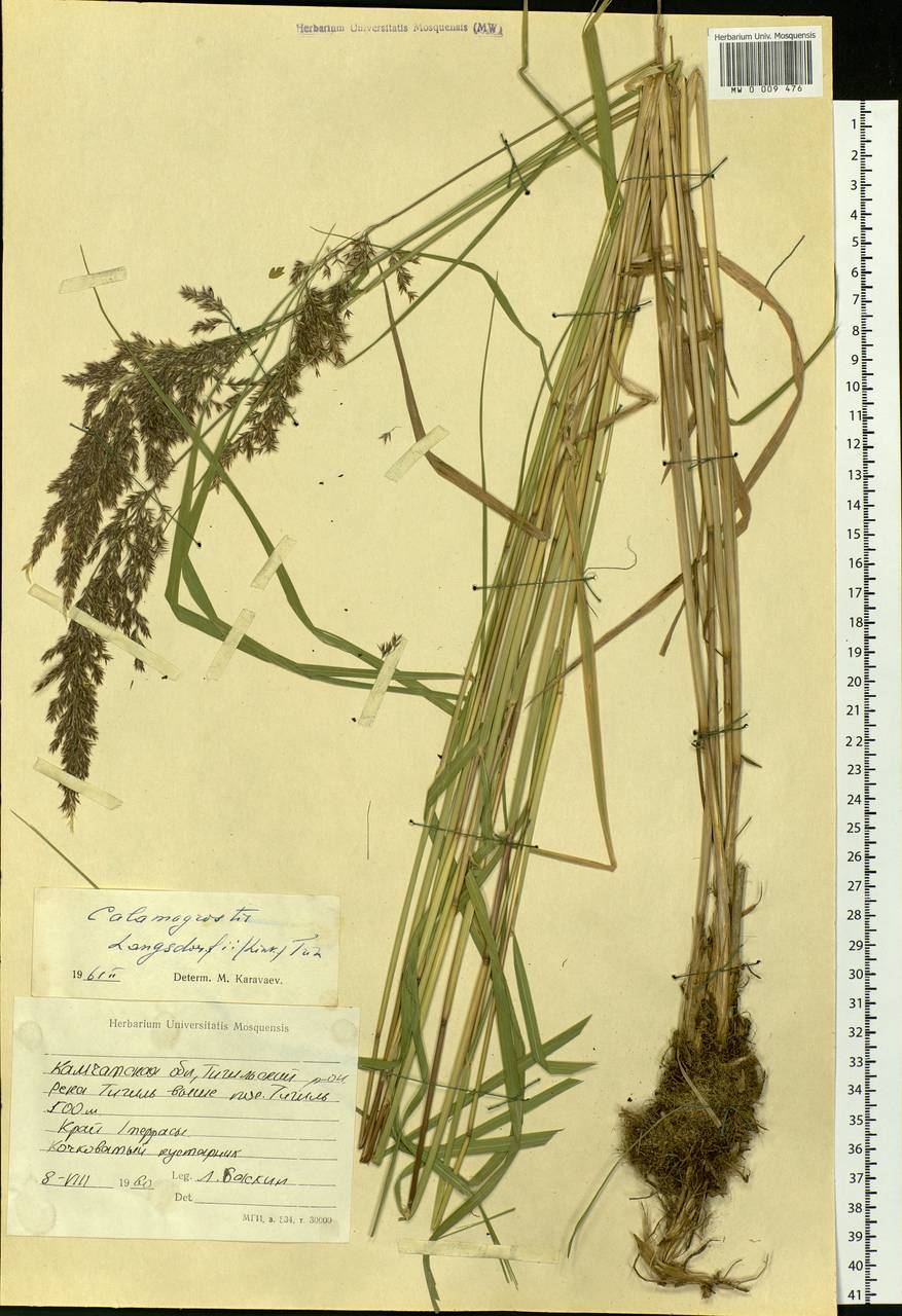 Calamagrostis purpurea (Trin.) Trin., Siberia, Chukotka & Kamchatka (S7) (Russia)