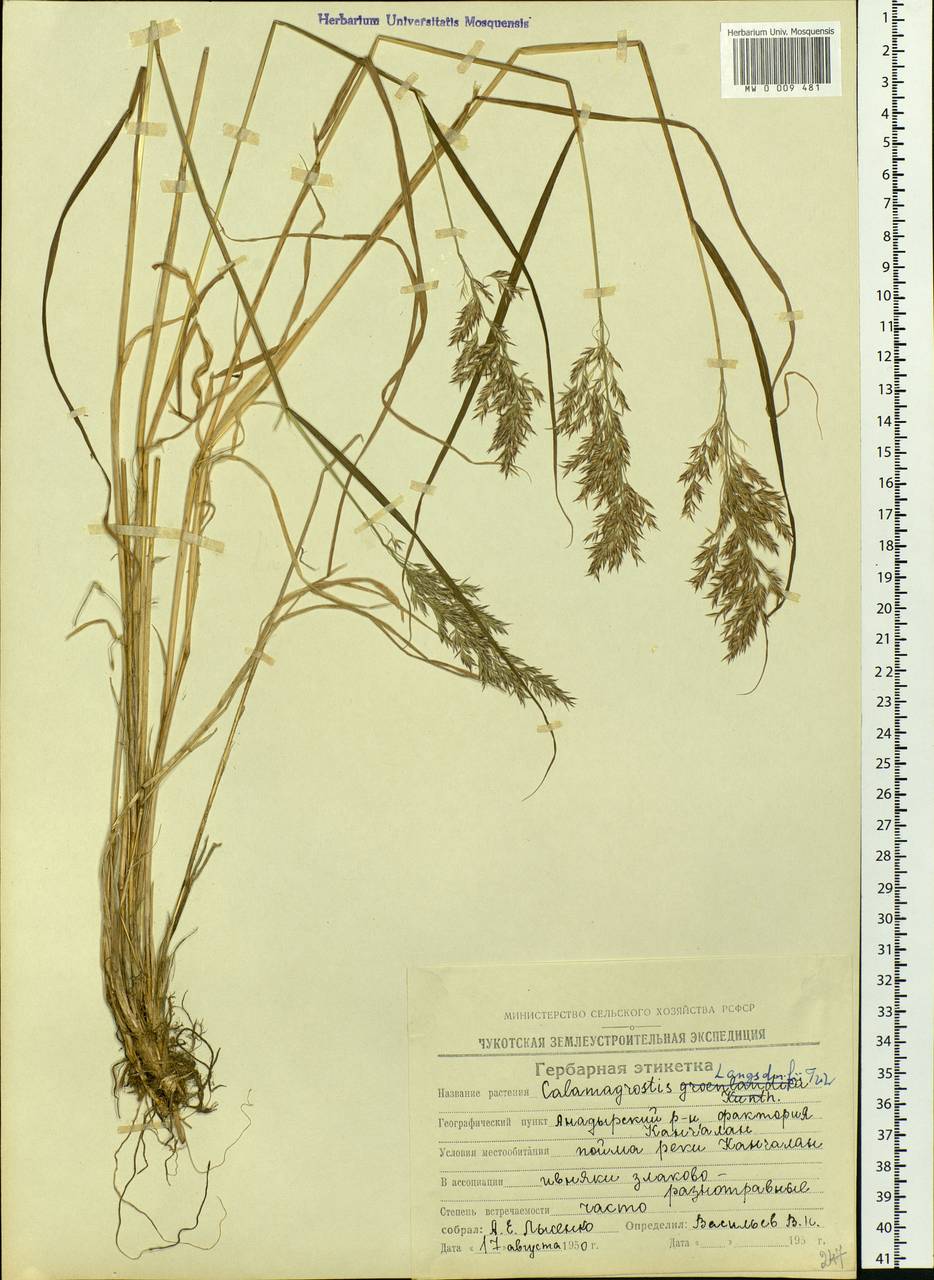 Calamagrostis purpurea (Trin.) Trin., Siberia, Chukotka & Kamchatka (S7) (Russia)