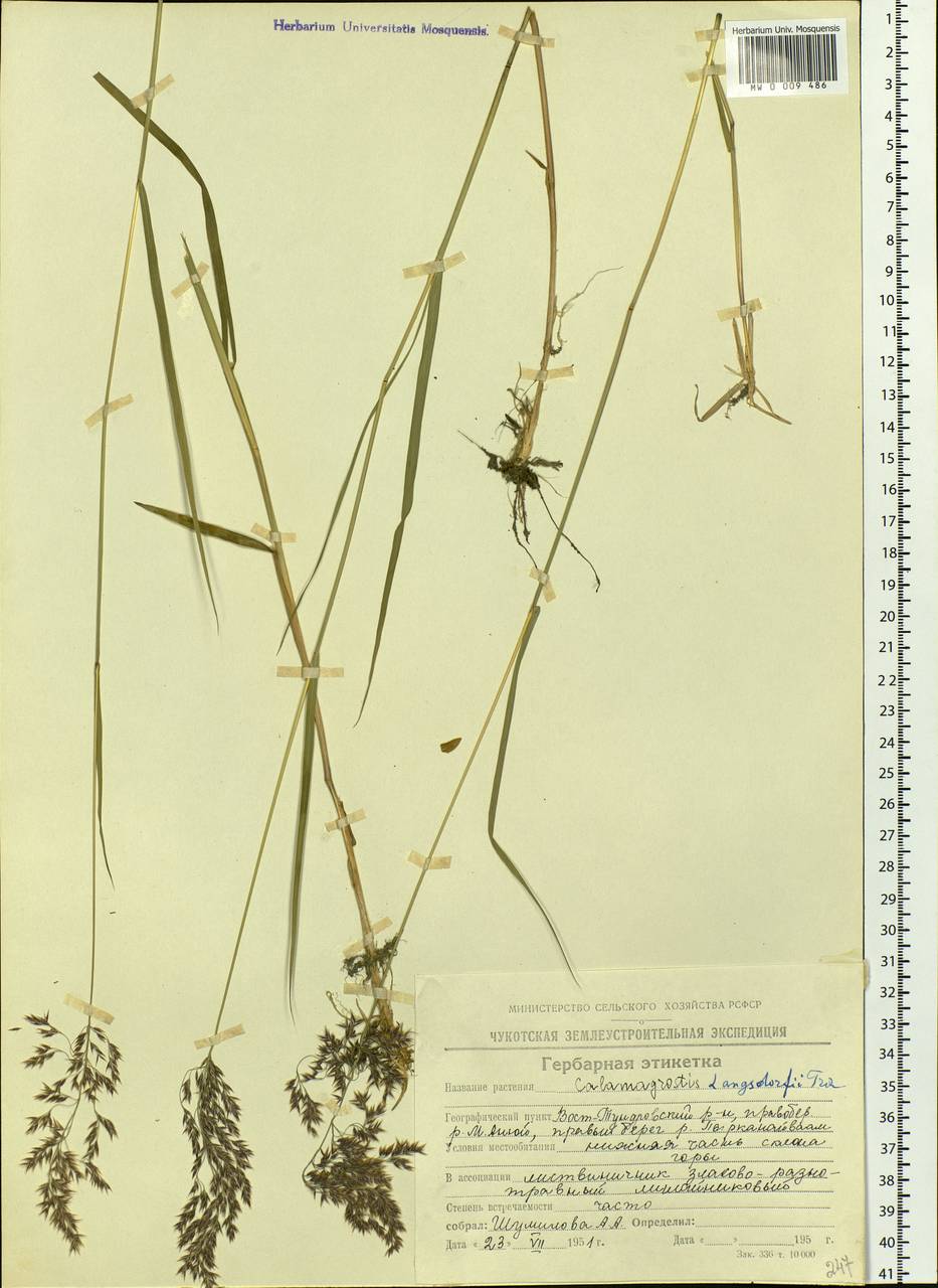 Calamagrostis purpurea (Trin.) Trin., Siberia, Chukotka & Kamchatka (S7) (Russia)