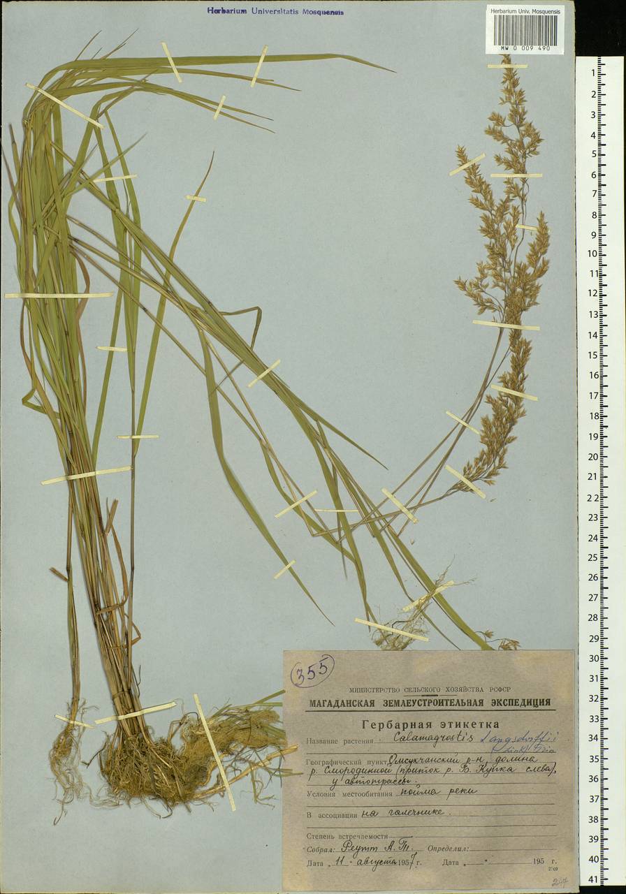 Calamagrostis purpurea (Trin.) Trin., Siberia, Chukotka & Kamchatka (S7) (Russia)