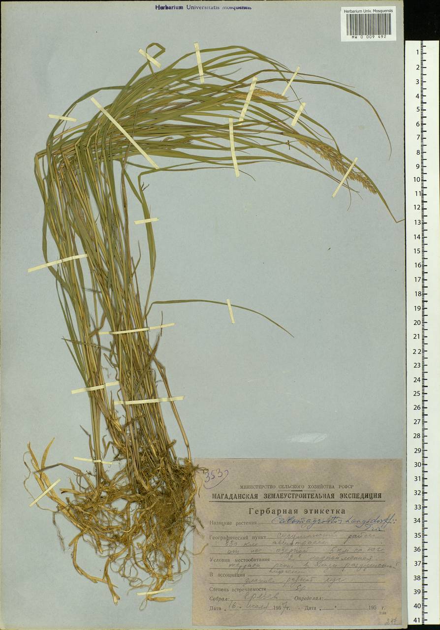 Calamagrostis purpurea (Trin.) Trin., Siberia, Chukotka & Kamchatka (S7) (Russia)