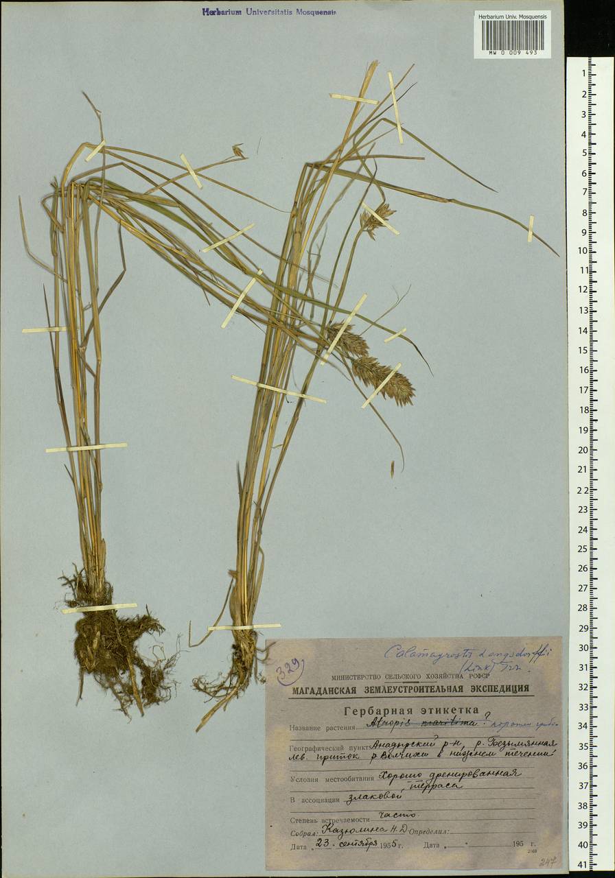 Calamagrostis purpurea (Trin.) Trin., Siberia, Chukotka & Kamchatka (S7) (Russia)