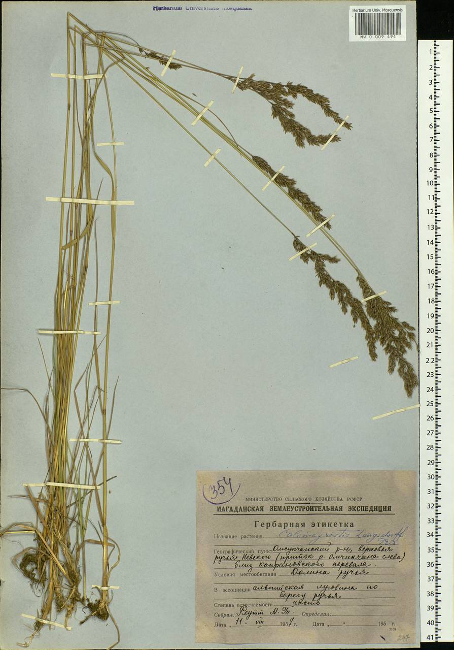 Calamagrostis purpurea (Trin.) Trin., Siberia, Chukotka & Kamchatka (S7) (Russia)