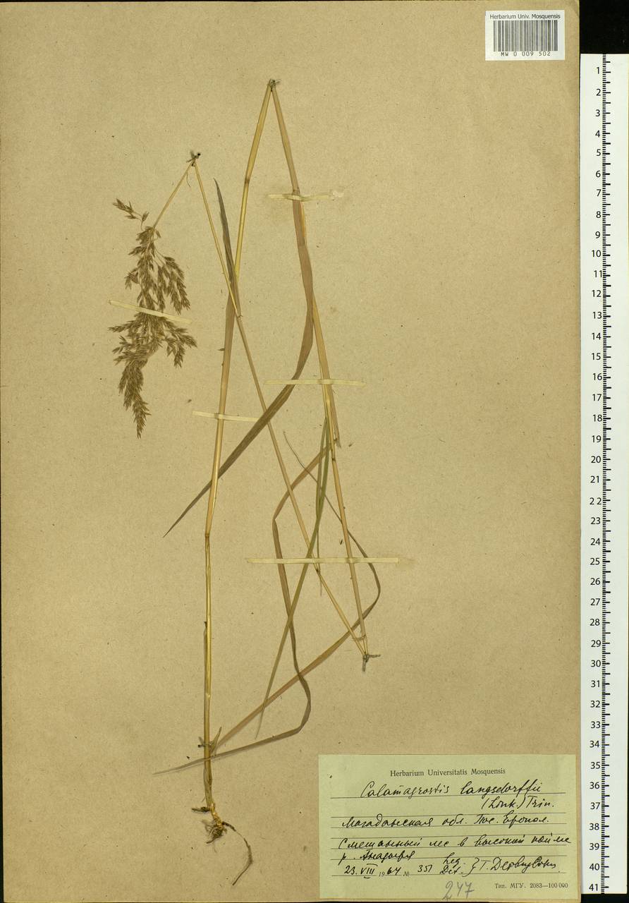 Calamagrostis purpurea (Trin.) Trin., Siberia, Chukotka & Kamchatka (S7) (Russia)