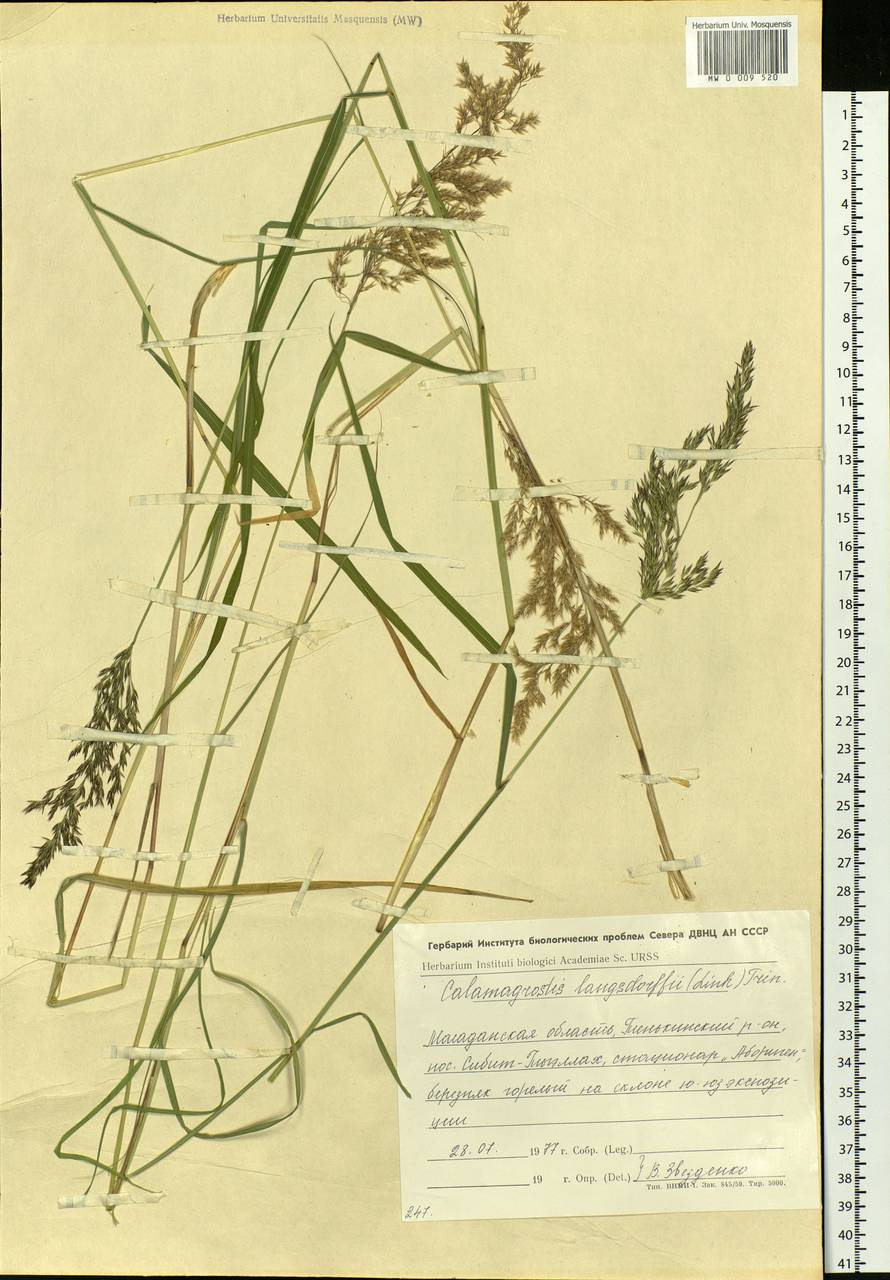 Calamagrostis purpurea (Trin.) Trin., Siberia, Chukotka & Kamchatka (S7) (Russia)