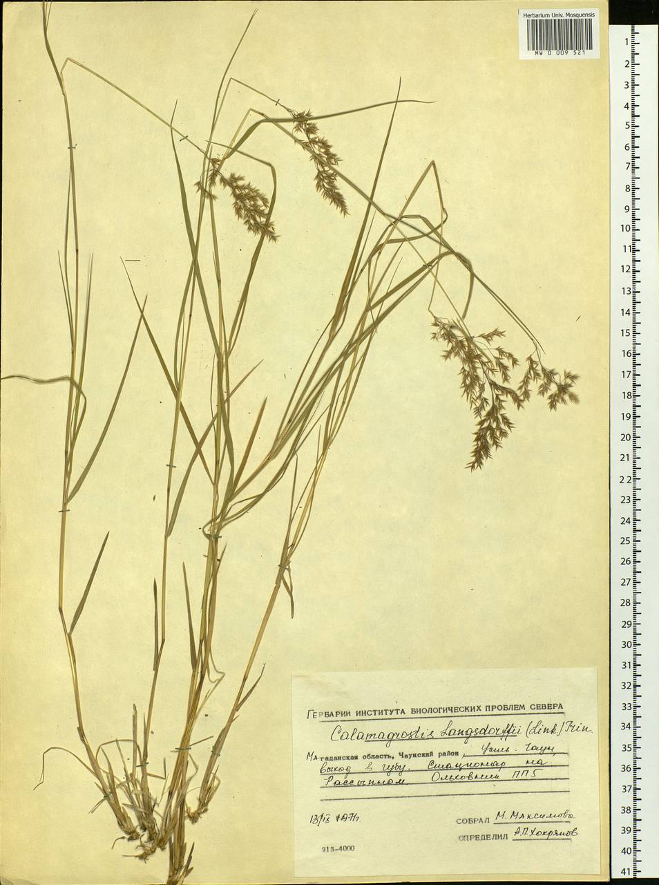 Calamagrostis purpurea (Trin.) Trin., Siberia, Chukotka & Kamchatka (S7) (Russia)