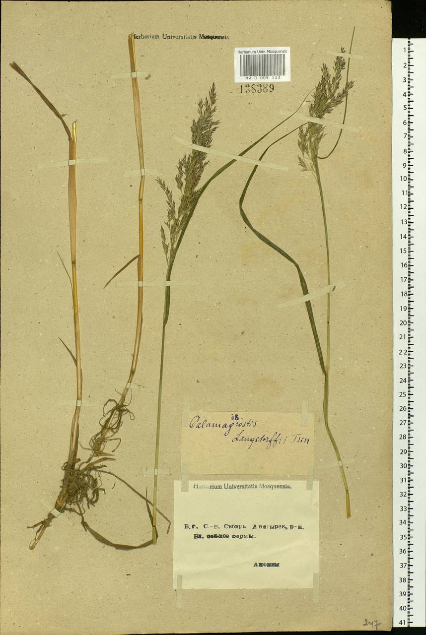 Calamagrostis purpurea (Trin.) Trin., Siberia, Chukotka & Kamchatka (S7) (Russia)