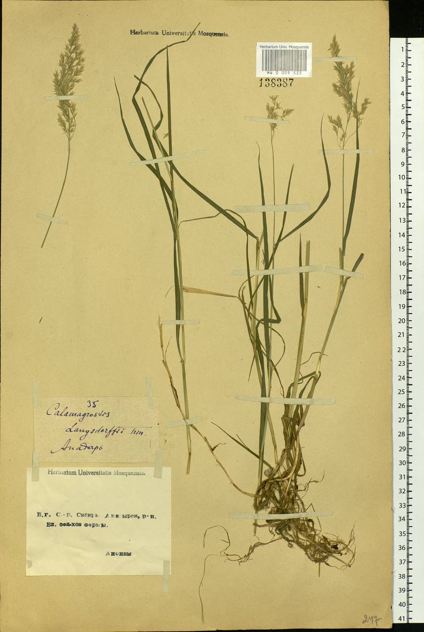 Calamagrostis purpurea (Trin.) Trin., Siberia, Chukotka & Kamchatka (S7) (Russia)