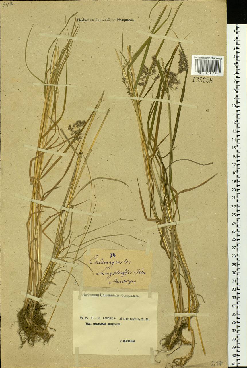 Calamagrostis purpurea (Trin.) Trin., Siberia, Chukotka & Kamchatka (S7) (Russia)