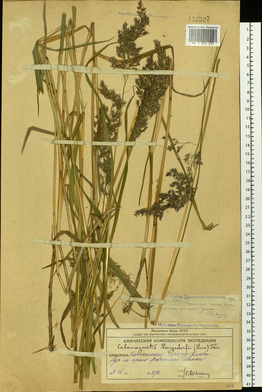Calamagrostis purpurea (Trin.) Trin., Siberia, Chukotka & Kamchatka (S7) (Russia)
