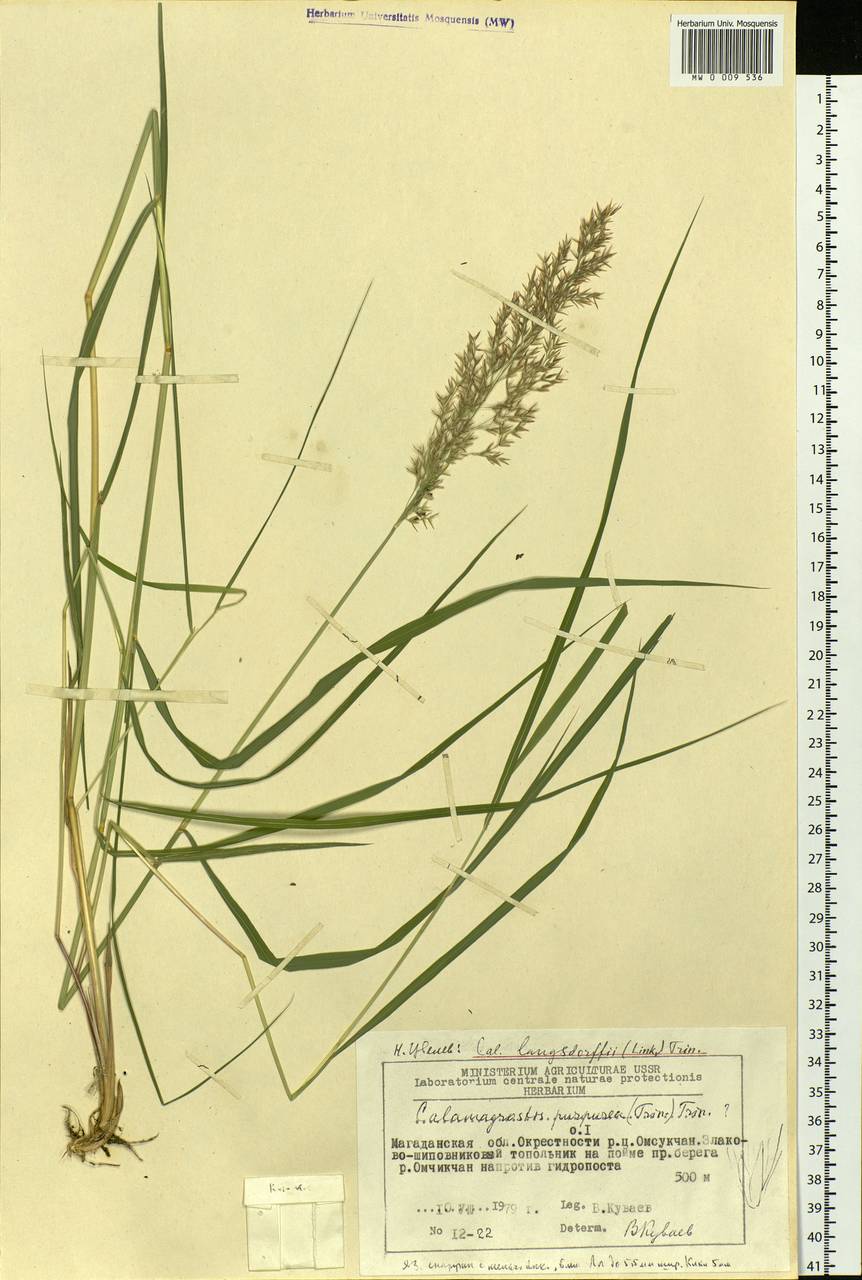 Calamagrostis purpurea (Trin.) Trin., Siberia, Chukotka & Kamchatka (S7) (Russia)