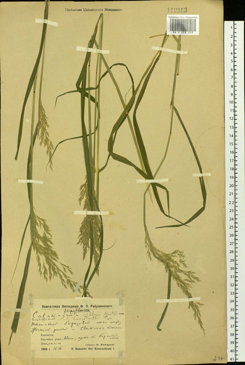 Calamagrostis purpurea (Trin.) Trin., Siberia, Chukotka & Kamchatka (S7) (Russia)