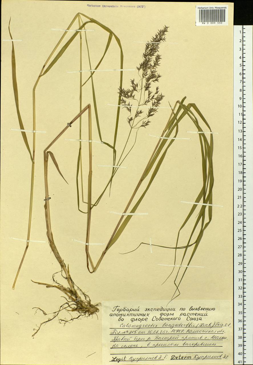 Calamagrostis purpurea (Trin.) Trin., Siberia, Chukotka & Kamchatka (S7) (Russia)