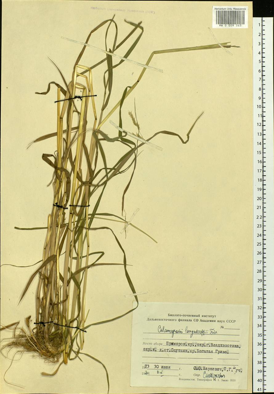 Calamagrostis purpurea (Trin.) Trin., Siberia, Russian Far East (S6) (Russia)