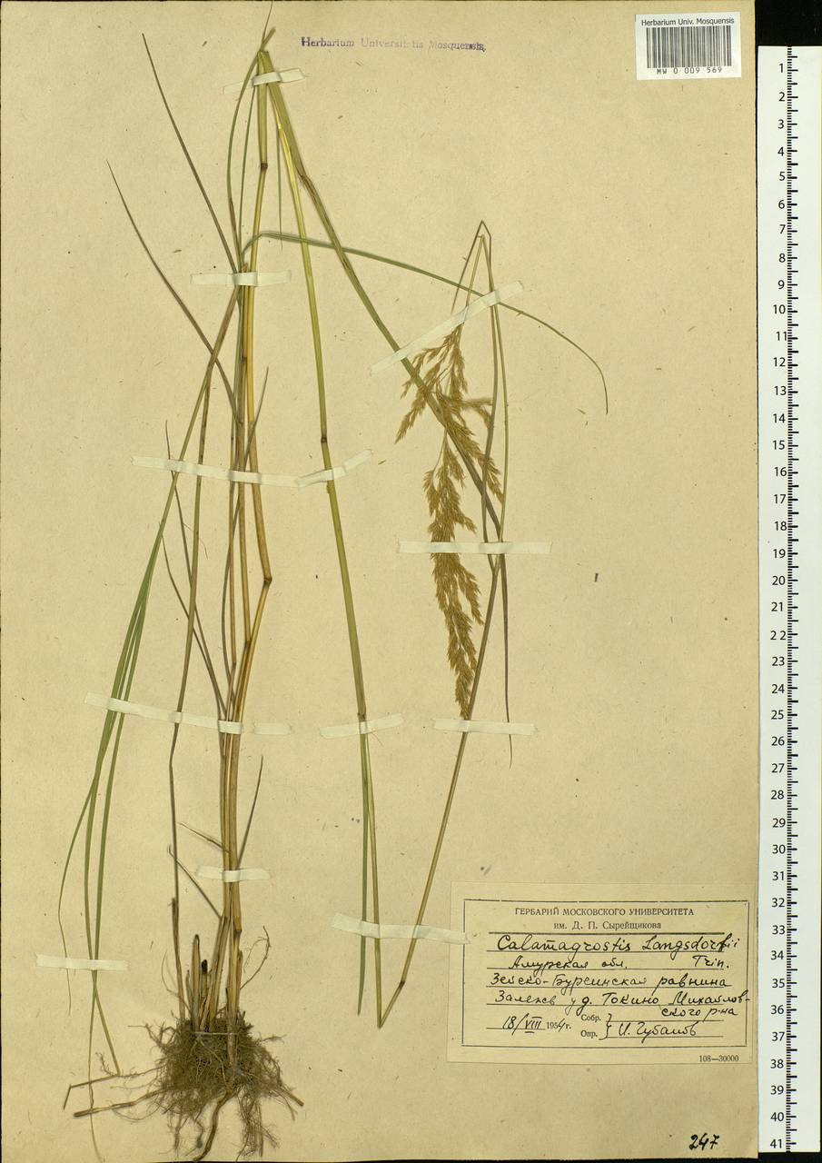 Calamagrostis purpurea (Trin.) Trin., Siberia, Russian Far East (S6) (Russia)