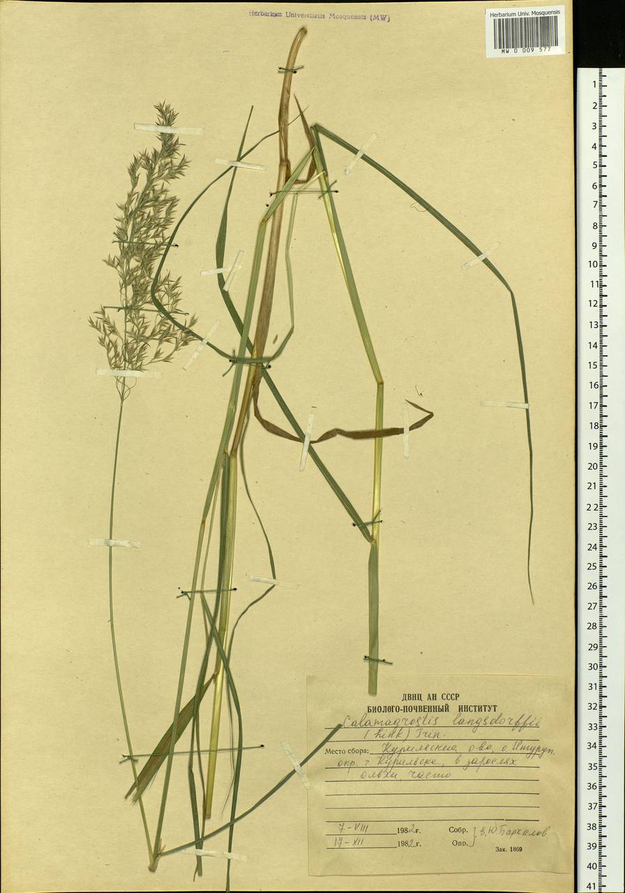 Calamagrostis purpurea (Trin.) Trin., Siberia, Russian Far East (S6) (Russia)