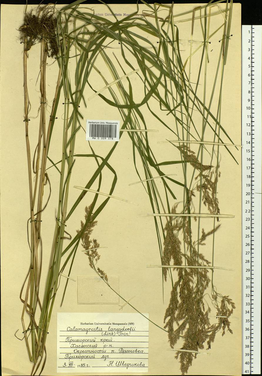 Calamagrostis purpurea (Trin.) Trin., Siberia, Russian Far East (S6) (Russia)