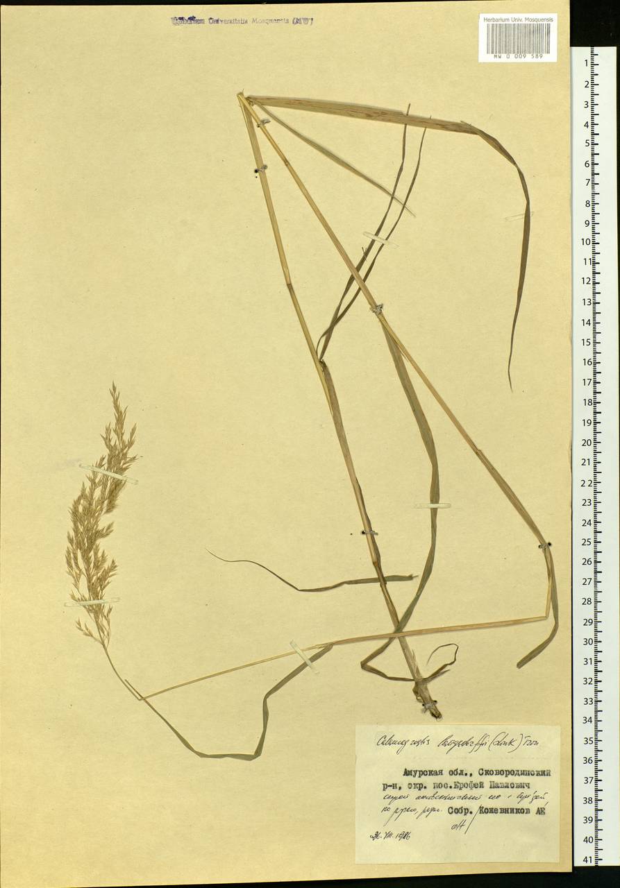 Calamagrostis purpurea (Trin.) Trin., Siberia, Russian Far East (S6) (Russia)