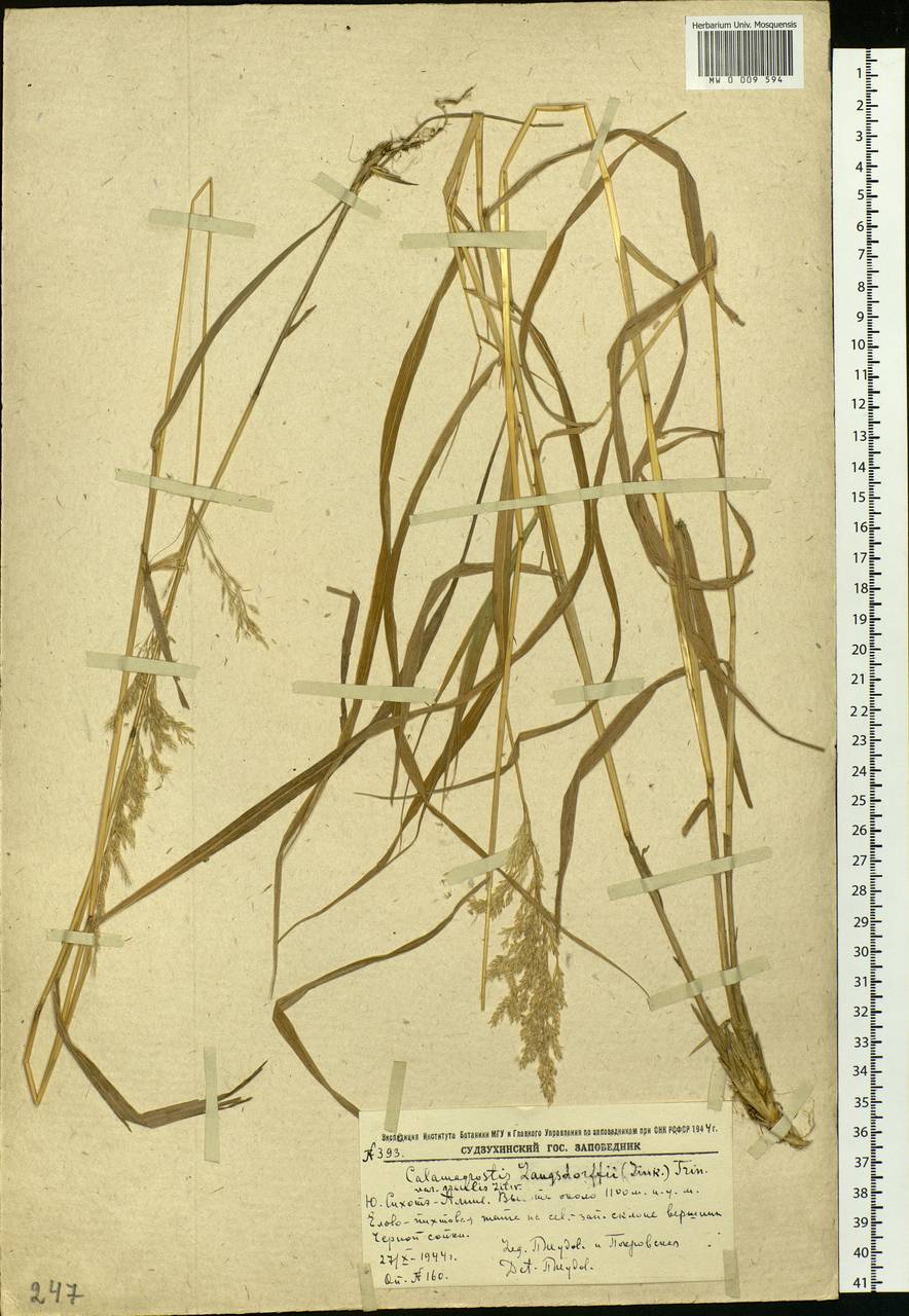Calamagrostis purpurea (Trin.) Trin., Siberia, Russian Far East (S6) (Russia)