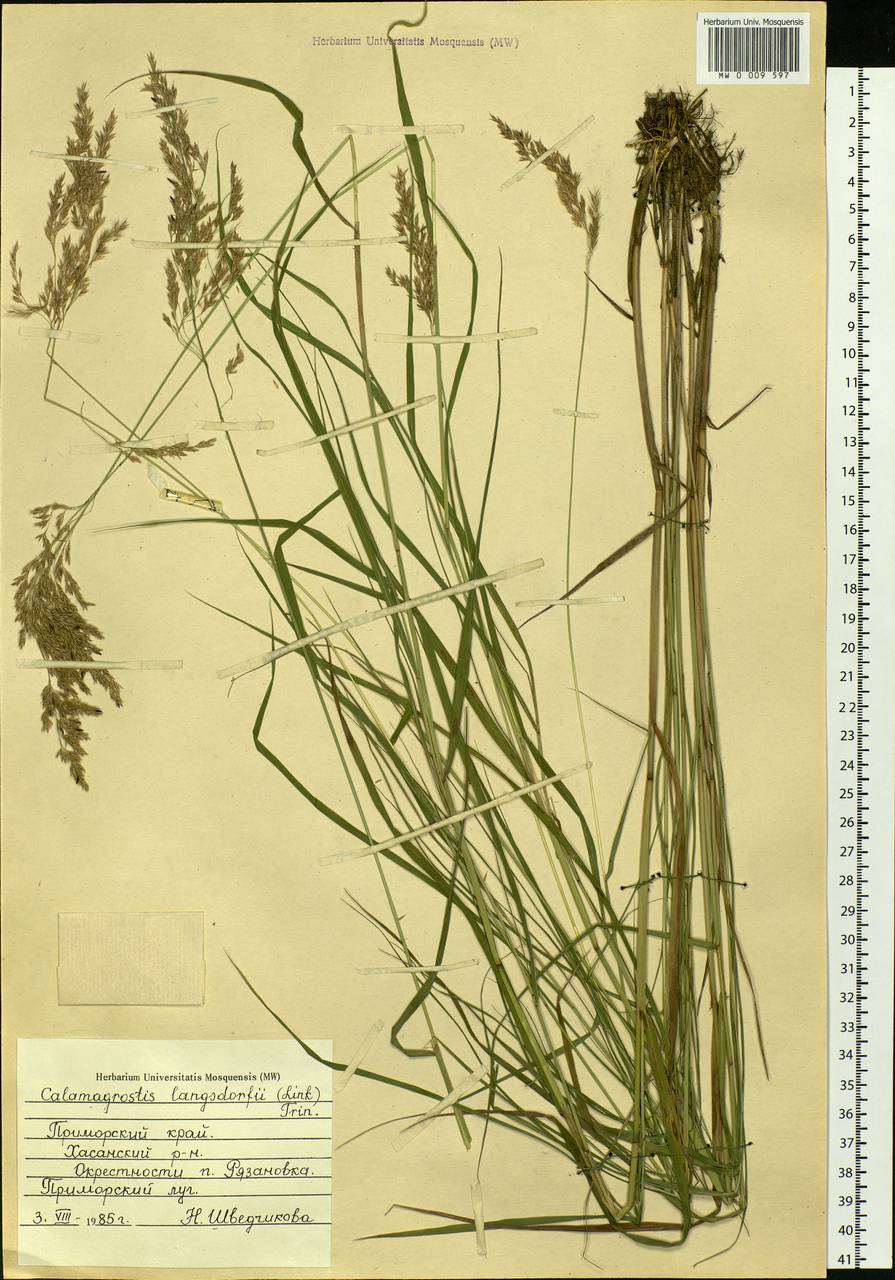 Calamagrostis purpurea (Trin.) Trin., Siberia, Russian Far East (S6) (Russia)