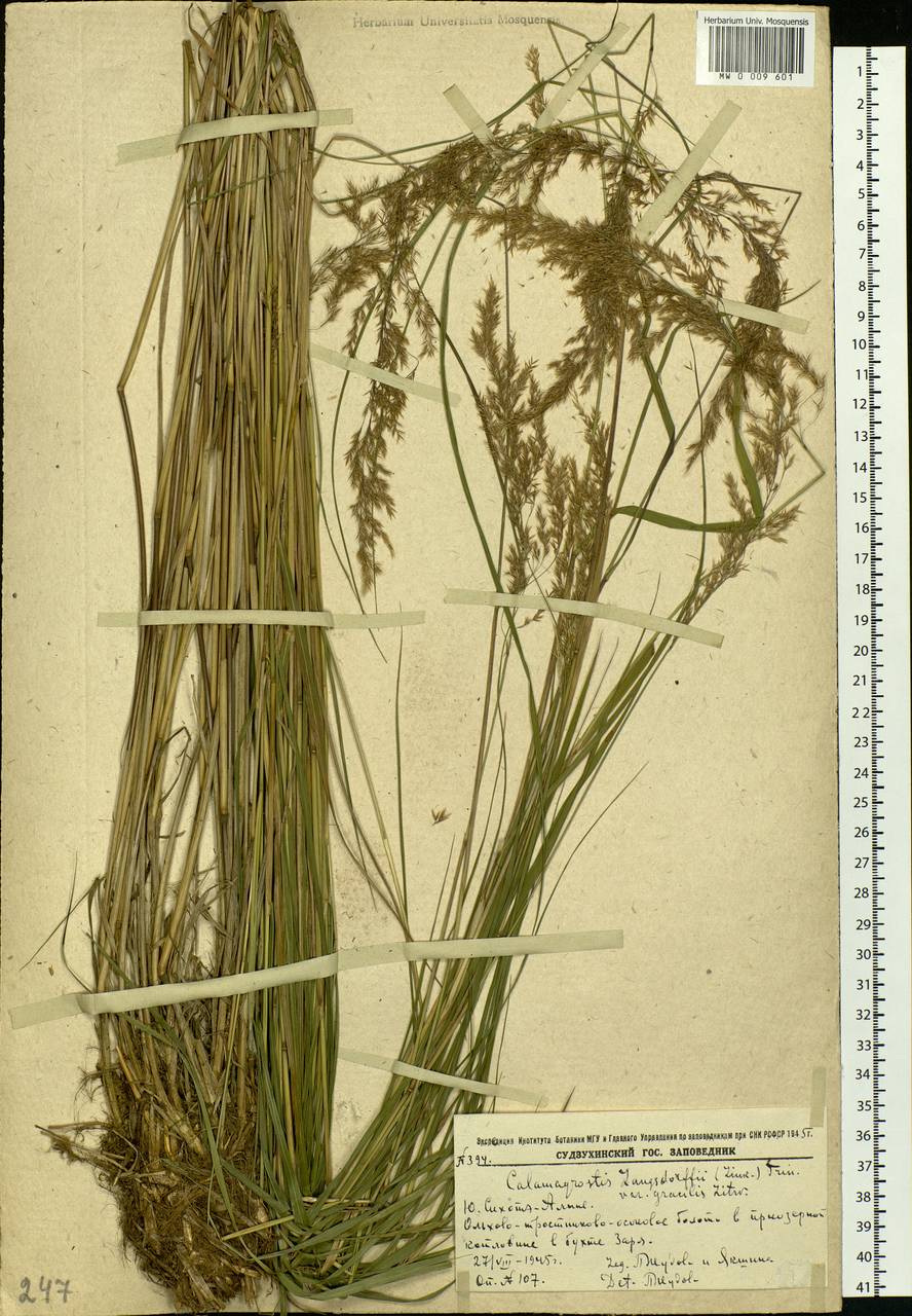 Calamagrostis purpurea (Trin.) Trin., Siberia, Russian Far East (S6) (Russia)
